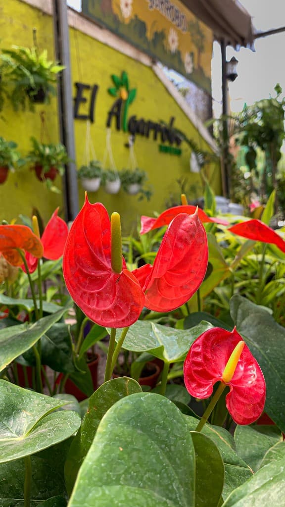 Anturios rojos en el vivero El Algarrobo