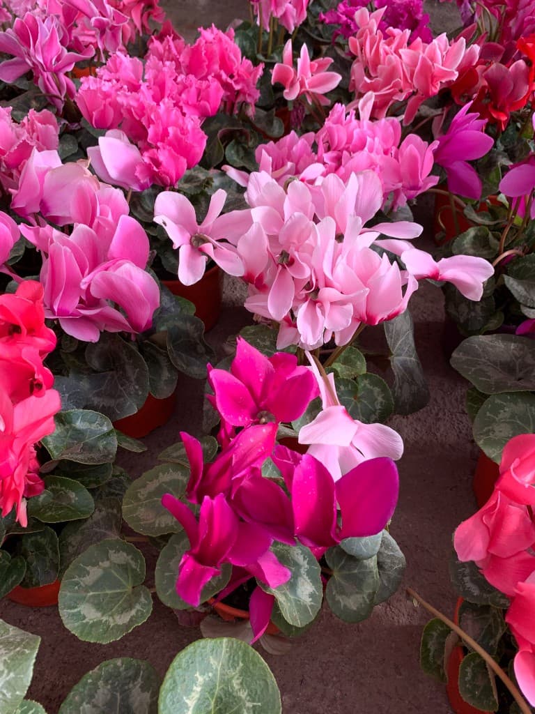 Ciclámenes rosados y fucsias