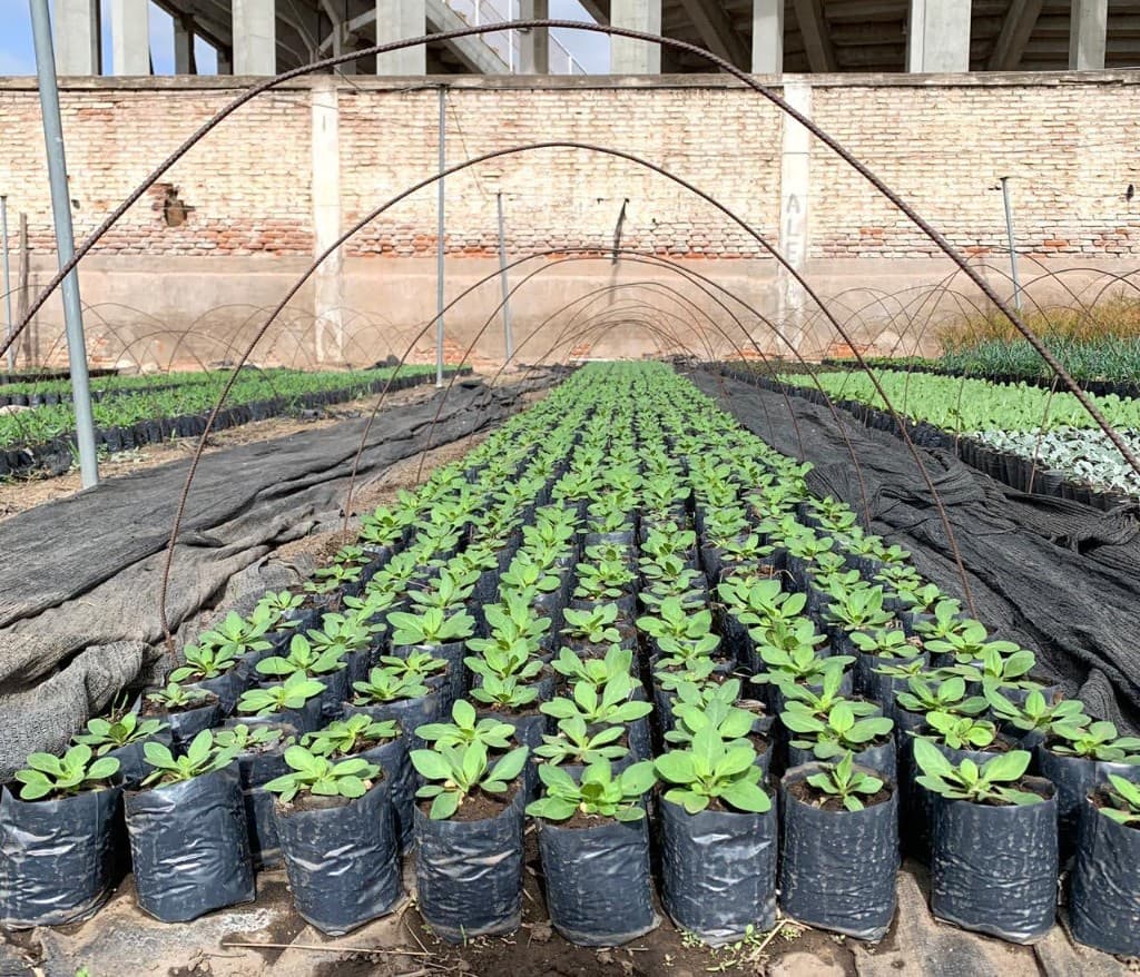 Invernadero con filas de plantines en crecimiento
