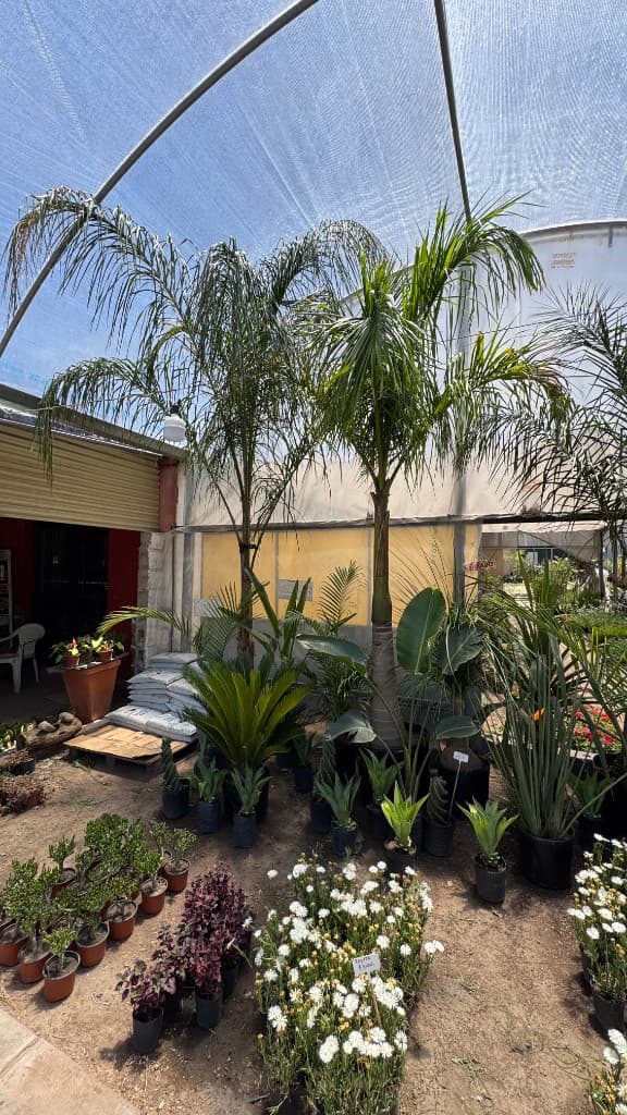 Palmeras y plantas tropicales